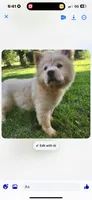 Darker Cream male, a male Chow Chow for sale in Merritt, MI – 2 of 2