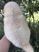 Cream female , a female Chow Chow for sale in Merritt, MI – 4 of 4