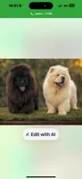 Black male , a male Chow Chow for sale in Merritt, MI – 3 of 3