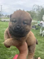 Sable boy , a male Chow Chow for sale in Merritt, MI – 4 of 4