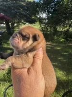 Sable male , a male Chow Chow for sale in Merritt, MI – 1 of 3