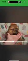 Sable female , a female Chow Chow for sale in Merritt, MI – 2 of 4