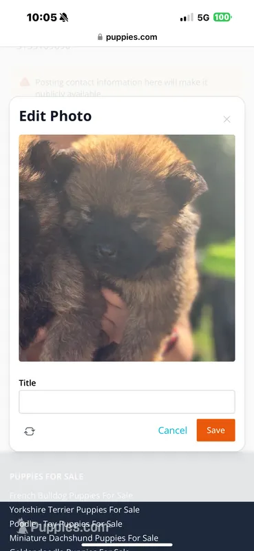 Sable girl – Chow Chow puppy for sale in Merritt, MI