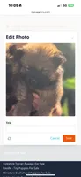 Sable girl, a male Chow Chow for sale in Merritt, MI – 1 of 1