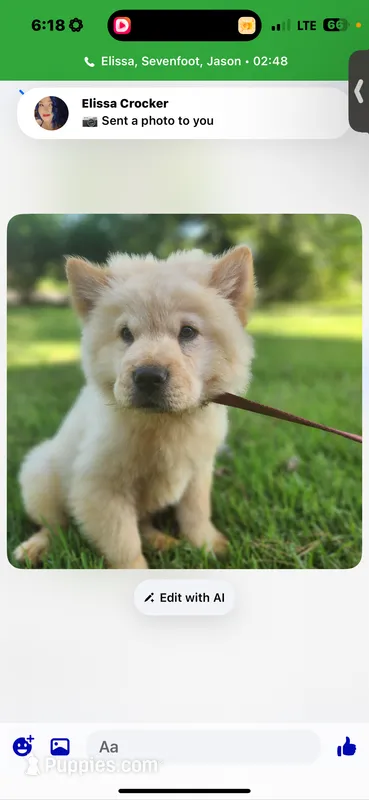 Cream male 2  – Chow Chow puppy for sale in Merritt, MI