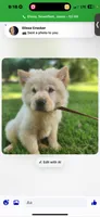 Cream male 2 , a male Chow Chow for sale in Merritt, MI – 1 of 2