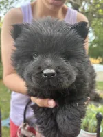Black female , a female Chow Chow for sale in Merritt, MI – 1 of 3