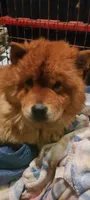 Cream female, a female Chow Chow for sale in Merritt, MI – Photo 2 of 6