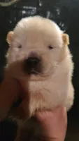 Cream female, a female Chow Chow for sale in Merritt, MI – Photo 6 of 6