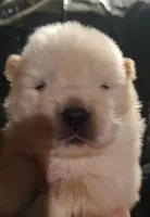 Cream female, a female Chow Chow for sale in Merritt, MI – Photo 1 of 6