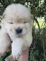 Cream female , a female Chow Chow for sale in Merritt, MI – 1 of 4