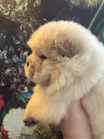 Cream male, a male Chow Chow for sale in Merritt, MI – Photo 3 of 6