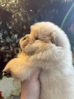 Cream male, a male Chow Chow for sale in Merritt, MI – Photo 2 of 6