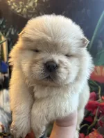 Cream male, a male Chow Chow for sale in Merritt, MI – Photo 4 of 6