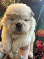 Cream male, a male Chow Chow for sale in Merritt, MI – Photo 1 of 6