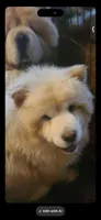 Cream male, a male Chow Chow for sale in Merritt, MI – Photo 6 of 6