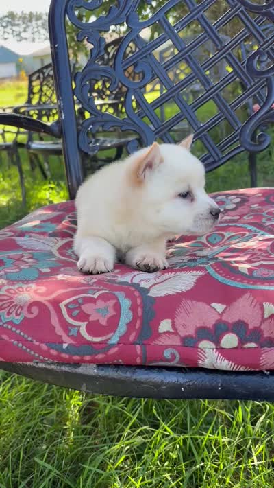 Smooth cream , a female Chow Chow for sale in Merritt, MI – 3 of 3