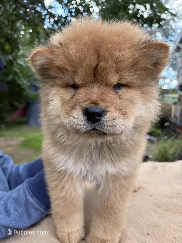 Sable boy  – Chow Chow puppy for sale in Merritt, MI
