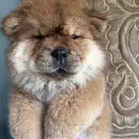 Bella, a female Chow Chow for sale in Merritt, MI – Photo 3 of 3