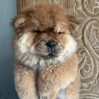 Bella, a female Chow Chow for sale in Merritt, MI – Photo 1 of 3