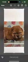 Sable female , a female Chow Chow for sale in Merritt, MI – 3 of 4