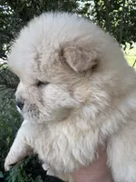 Cream female , a female Chow Chow for sale in Merritt, MI – 2 of 4