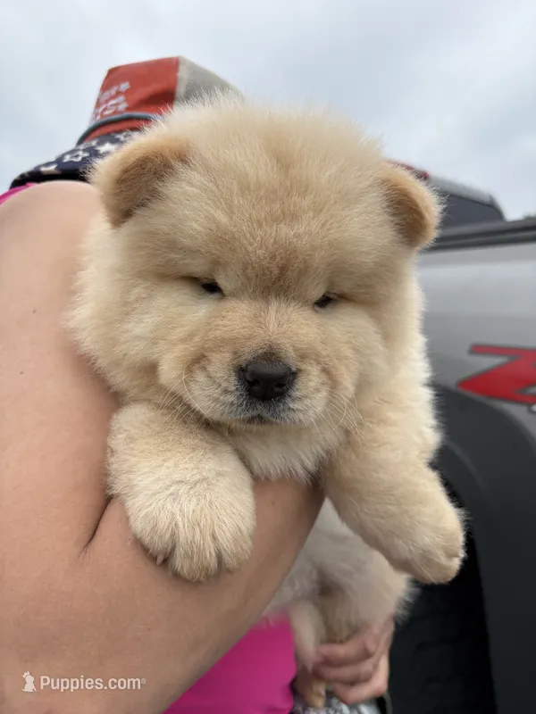 Cream male  – Chow Chow puppy for sale in Merritt, MI
