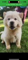 Cream female , a female Chow Chow for sale in Merritt, MI – 2 of 2