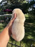 Cream male , a male Chow Chow for sale in Merritt, MI – 4 of 4