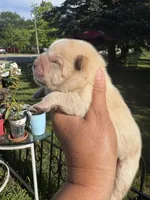 Cream male , a male Chow Chow for sale in Merritt, MI – 2 of 4