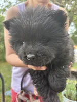 Black female , a female Chow Chow for sale in Merritt, MI – 2 of 3