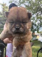 Sable male , a male Chow Chow for sale in Merritt, MI – 5 of 5