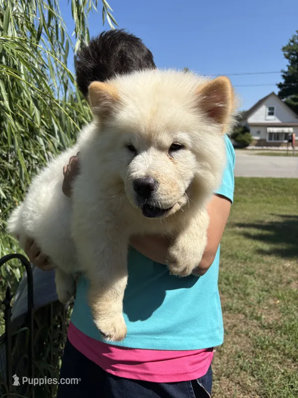 Cream male 2  – Chow Chow puppy for sale in Merritt, MI