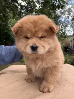 Sable female , a female Chow Chow for sale in Merritt, MI – 2 of 2