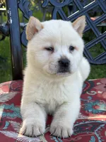 Smooth cream , a female Chow Chow for sale in Merritt, MI – 2 of 3