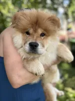 Sable male / Gus , a male Chow Chow for sale in Merritt, MI – 4 of 4