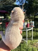 Cream female , a female Chow Chow for sale in Merritt, MI – 2 of 3