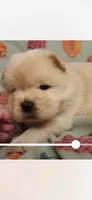 Cream female , a female Chow Chow for sale in Merritt, MI – 2 of 3