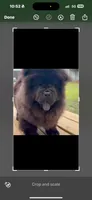 Black male , a male Chow Chow for sale in Merritt, MI – 2 of 3
