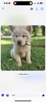 Cream male, a male Chow Chow for sale in Merritt, MI – 2 of 3