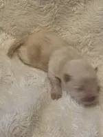 Male, a male Chow Chow for sale in Merritt, MI – Photo 2 of 5