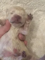 Male, a male Chow Chow for sale in Merritt, MI – Photo 4 of 5