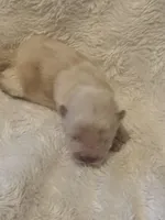 Male, a male Chow Chow for sale in Merritt, MI – Photo 3 of 5