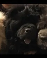 Male, a male Chow Chow for sale in Merritt, MI – Photo 5 of 5