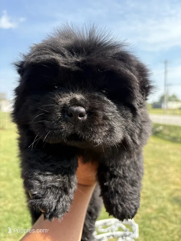 Black female  – Chow Chow puppy for sale in Merritt, MI