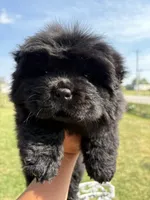 Black female , a female Chow Chow for sale in Merritt, MI – 1 of 5