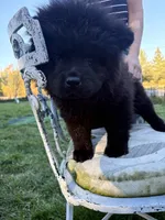 Black , a female Chow Chow for sale in Merritt, MI – 1 of 1