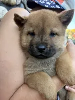 Smooth female , a female Chow Chow for sale in Merritt, MI – 1 of 1