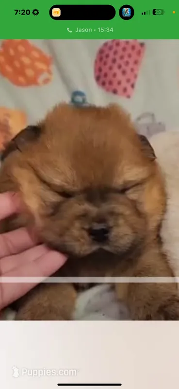 Sable female  – Chow Chow puppy for sale in Merritt, MI