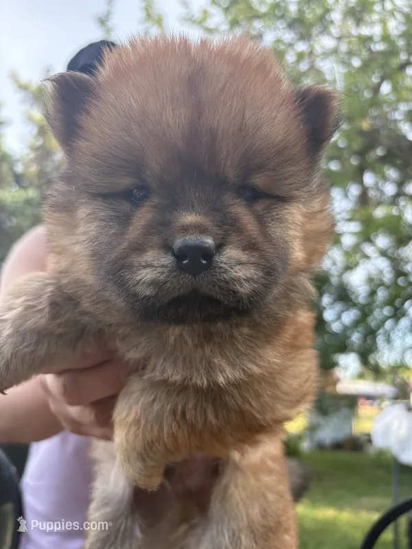 Sable male  – Chow Chow puppy for sale in Merritt, MI